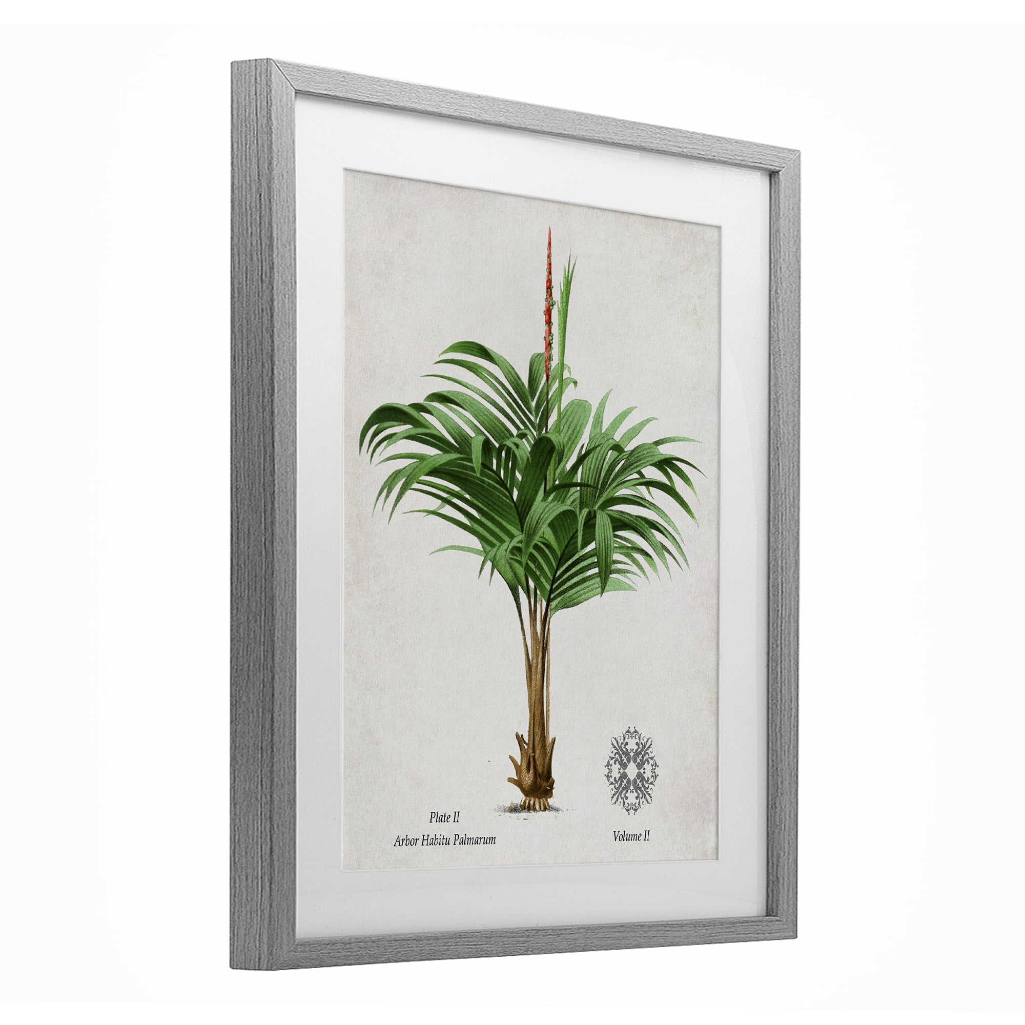 Stupell Industries Natural Palm Variety Study Gray Framed Print Under Glass, design by Val Rhodes