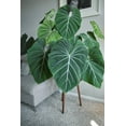 thumbnail image 3 of Rare Gloriosum Philodendron - Houseplant - 6" Pot, 3 of 3