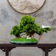 thumbnail image 4 of Bonsái de pino artificial de bienvenida, adorno for oficina, sala de estar, hogar, plantas verdes falsas, decoración, 4 of 6