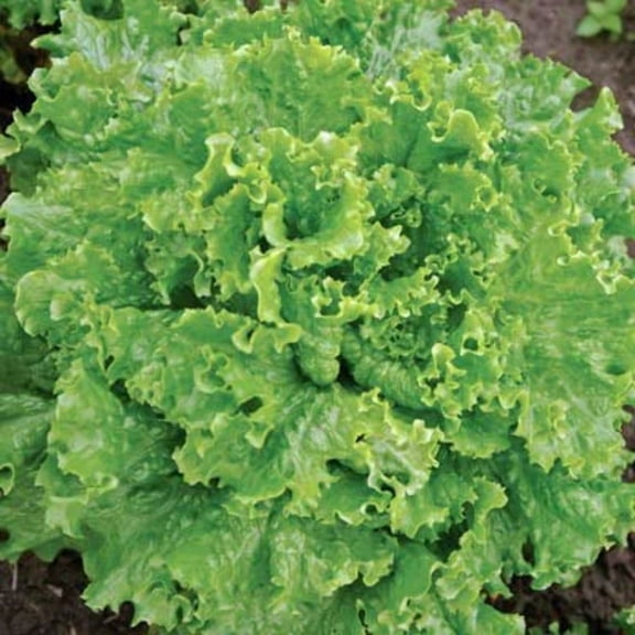 Lettuce Seeds - Bergam’S Green Mto Organic Variety Lettuce Seeds - Non-GMO - 50 Pelleted Seeds