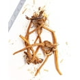 thumbnail image 2 of Dicentra Spectabilis - Valentine - 3 root divisions, 2 of 2