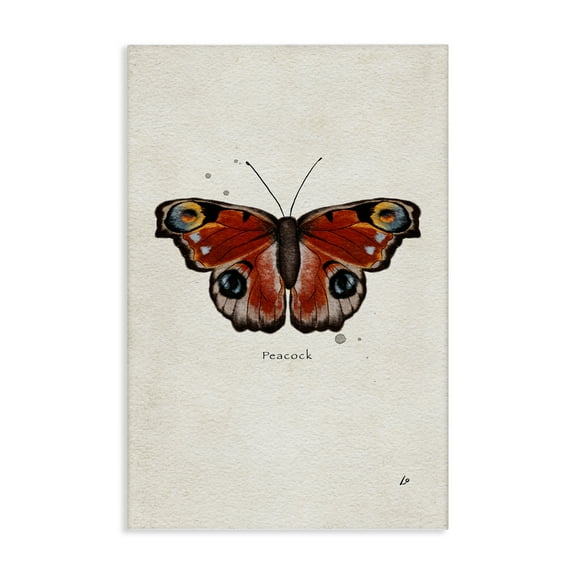 Stupell Industries Peacock Butterfly Study Insects Painting Wrapped Canvas Art Print Wall Art, 16 x 24