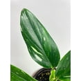 thumbnail image 3 of Bumble Plants Monstera Standleyana Albo Variegata Live Plant in 4" Nursery Pot, 3 of 7