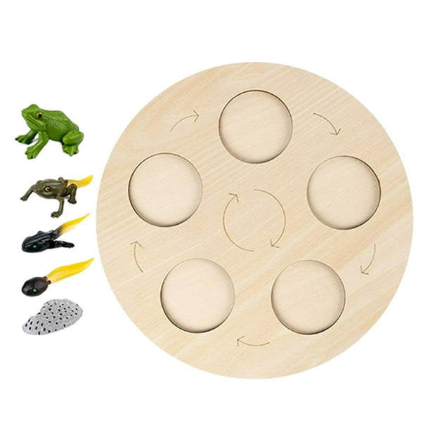 Tablero de ciclo de vida de madera para aprender animales, juego educativo temprano, juguete natural para Rana