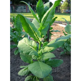 tobacco seeds walmart 1000 Golden Harvest Tobacco Seeds ~ Heirloom Nicotiana Tabacum ~ Fast grow