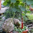 thumbnail image 4 of Naiovety Fuerte marco de escalada de flores para trepar vides y plantas, marco de escalada hortícola, columna de soporte Jardín y Patio 45 vueltas altas y 28, 4 of 6
