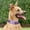 E, variant on Dog Collar Holder with Nylon Cover for Secure Pet Positioning and Training