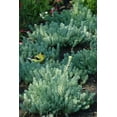thumbnail image 6 of Expert Gardener 6-pack Sedum Green Stonecrop Groundcover Perennial Outdoor Live Plants, 6 of 6