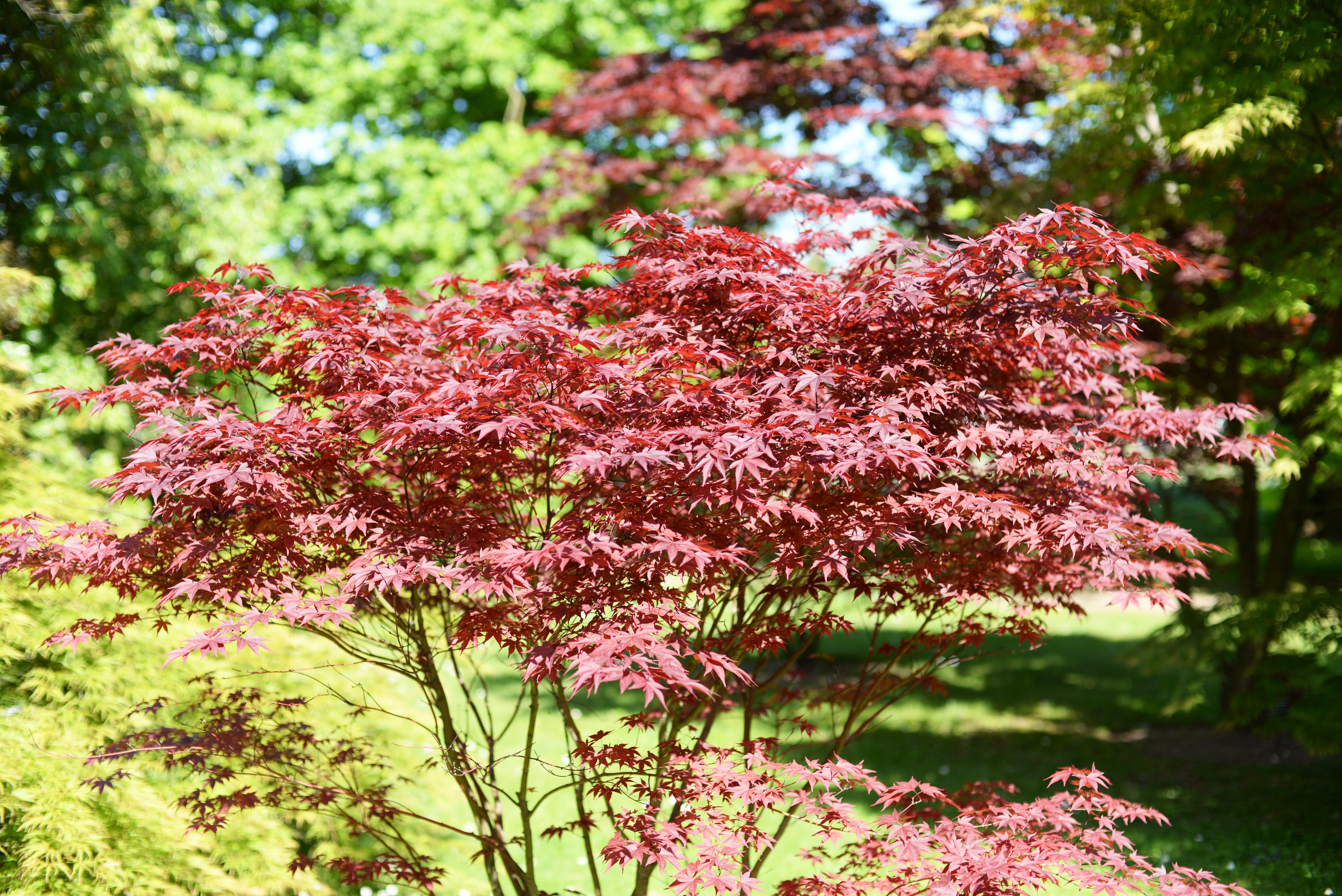 Expert Gardener 4-5' Maple Japanese Bloodgood in 1 gal. Grower Pot