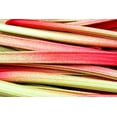 thumbnail image 2 of 25 Seeds GLASKINS PERPETUAL RHUBARB (Pieplant) Rheum Rhabarbarum Fruit Vegetable Seeds, 2 of 9