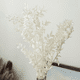 thumbnail image 3 of 16X Flores de Ruscus Secas para Siempre de 45cm Decoración Floral DIY Ramo de Flores Secas para Decoración del Hogar de Boda, 3 of 5