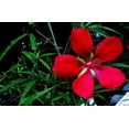 thumbnail image 5 of Seedville 10 Red Texas Star Hibiscus Flower Seeds, Huge Red Flowers Attract Hummingbirds, 5 of 10