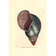 thumbnail image 2 of Giant African Land Snail, Achatina Fulica Poster Print By ® Florilegius Mary Evans (18 X 24), 2 of 4