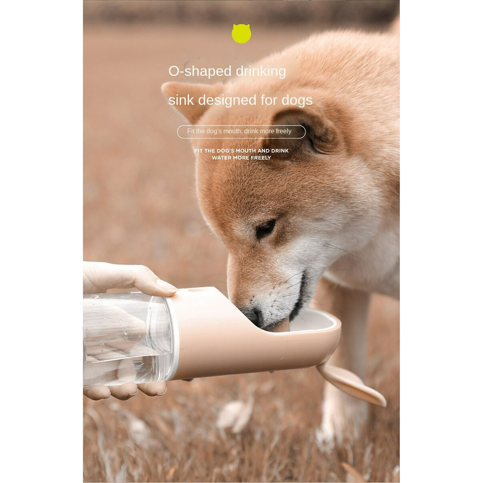 Puppy Dog Drinking More Water Golden Retriever Drinking Water On