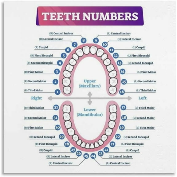 Teeth Numbers Dental Hospital Poster Canvas for Bedroom Living Room Decor