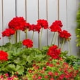 thumbnail image 6 of Better Homes & Gardens 1.5PT Multicolor Geranium Bullseye Red Live Annual Plant Sun, 6 of 8