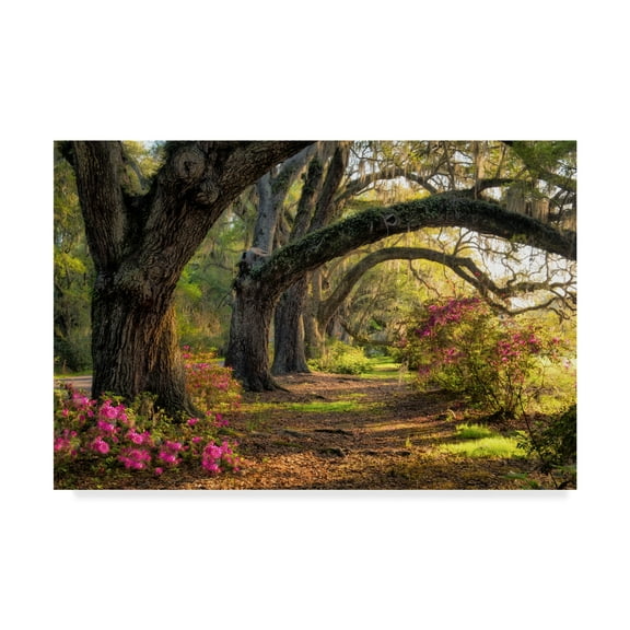 Trademark Fine Art 'Under the Live Oaks I' Canvas Art by Danny Head