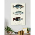 thumbnail image 2 of Antique Fish Trio Iii Wrapped Canvas -Vision Studio Designs,, 2 of 3