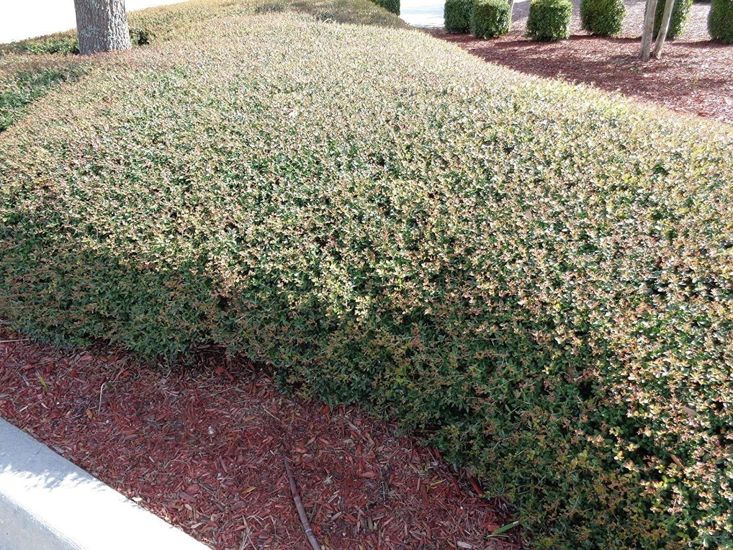Dwarf Yaupon Holly  Ilex Schilling Stokes Vomitoria  3 Live Plants  Drought Tolerant Low Maintenance Evergreen Hedge