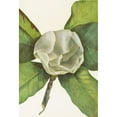thumbnail image 3 of Mary Vaux Walcott 11x14 Black Modern Framed Museum Art Print Titled - Southern Magnolia (Flower). (Magnolia Grandiflora) (1925), 3 of 5