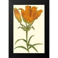thumbnail image 2 of Curtis 10x14 Black Modern Framed Museum Art Print Titled - Lily Varieties III, 2 of 5