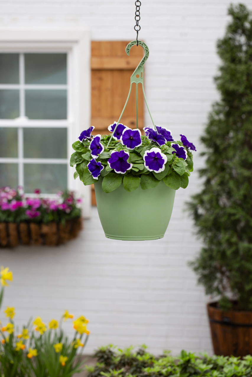 Expert Gardener 1.5gal Purple White Petunia Live Annual Plant Hanging Basket Sun
