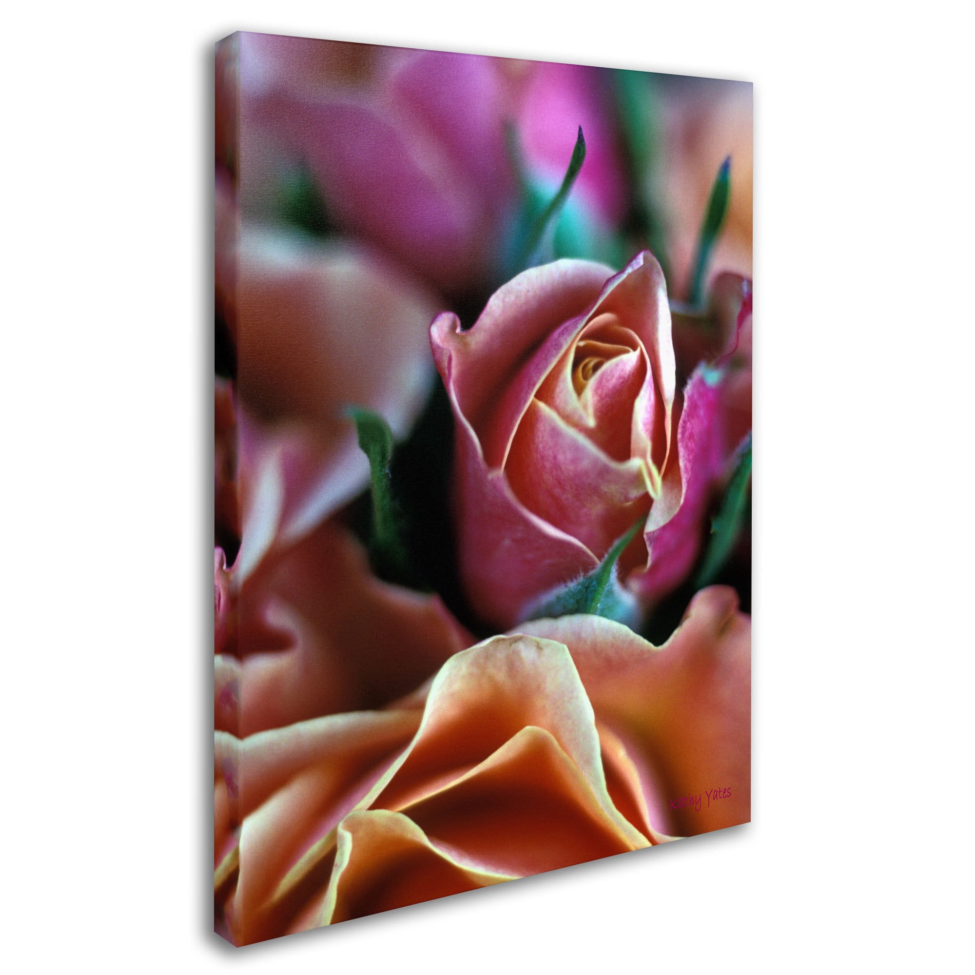 Trademark Fine Art "Mauve and Peach Roses" Canvas Art by Kathy Yates