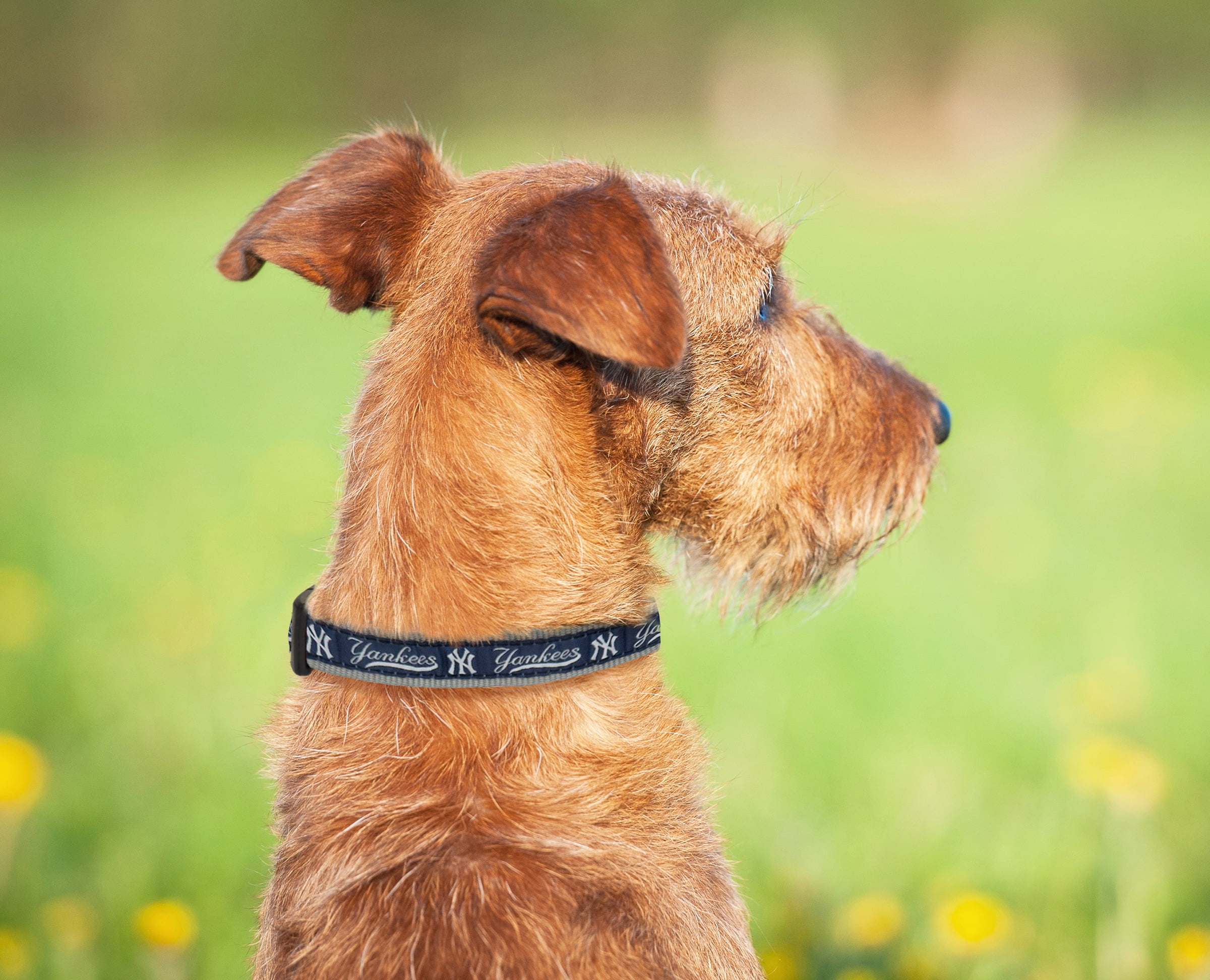 Pink yankees dog clearance collar