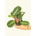thumbnail image 2 of Maranta Leuconeura Live Green Plant in 6" Pot, 2 of 10