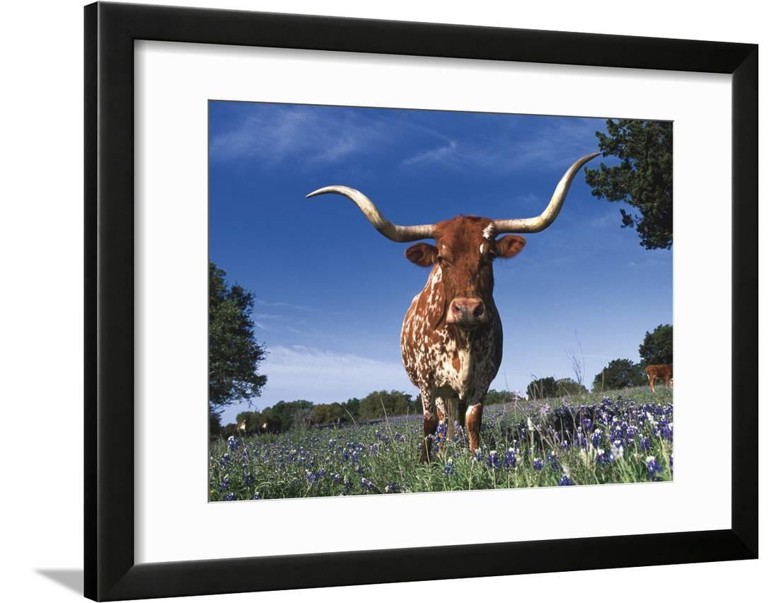 Texas Longhorn in Texas Framed Print Wall Art By Lynn M