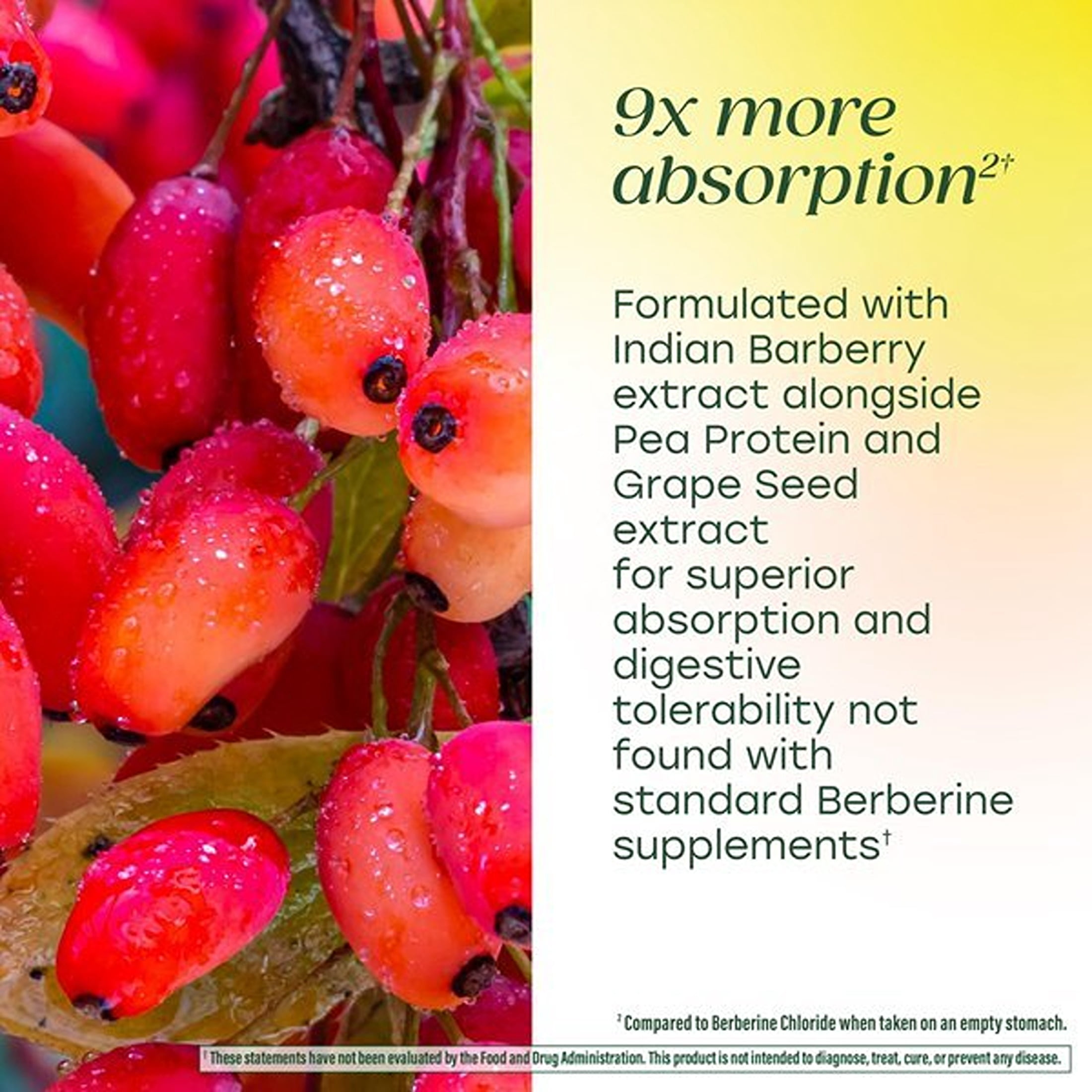 MegaFood Berberine Phytosome 550 mg - For Metabolism & Cholesterol - Vegan - 30-Day Supply