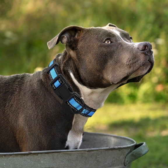 Mile High Life Dog Collar | Nylon Reflective Dog Collars | Light Weight Puppy Collars | Blue Dog Collars for Small Dogs (Blue, Small)