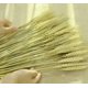 thumbnail image 3 of Paquetes de ramo de tallos de trigo seco, 100 tallos de flores de grano de trigo natural, arreglos de bricolaje para el hogar, boda, tienda decorativa, 3 of 5