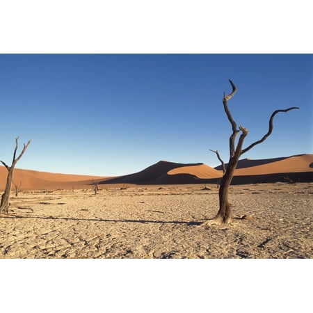 Desert Landscape Canvas Art - Sasha Gusov  Design Pics (38 x