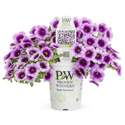 Proven Winners 1.56PT Purple Calibrachoa Live Plant Sun, Grower Pot
