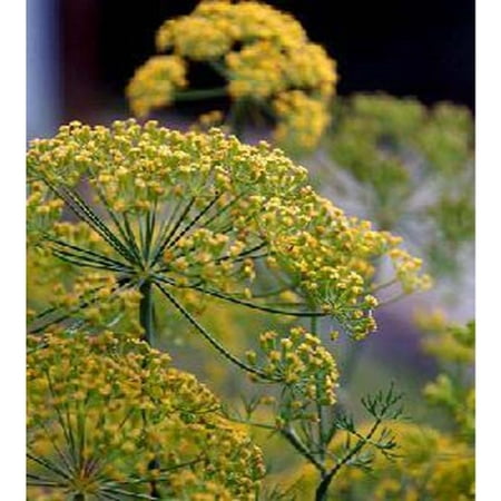 Dill Mammoth Long Island Great Garden Herb 1,500 (Best Grass Seed For Long Island Ny)