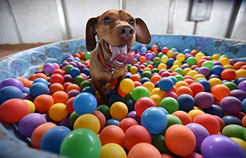 dog ball pit for sale