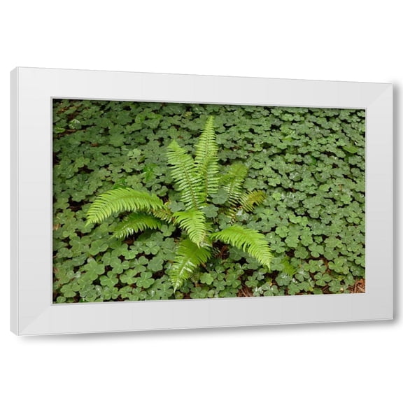 Adam Jones 4x14 White Modern Wood Framed Wall Art Titled - Fern among wood Sorrel Redwood National Park-California