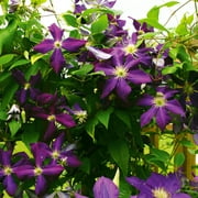 Van Zyverden Clematis Jackmanii Dormant Plant Root Partial Sun; 3-6hrs, Purple