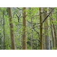 thumbnail image 2 of Fitzharris, Tim 32x25 Gold Ornate Wood Framed with Double Matting Museum Art Print Titled - Aspen Grove III, 2 of 4