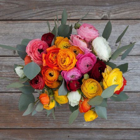 Ranunculus Bulbs - 45 Days of Bloom Mix - 40 Bulbs - Mixed Flower Bulbs, Corm Attracts Bees, Attracts Pollinators, Easy to Grow & Maintain, Fragrant, Container Garden