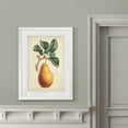 thumbnail image 4 of Antique Pear Botanical I - Barnwood Framed - 18 x 24 - White, 4 of 4