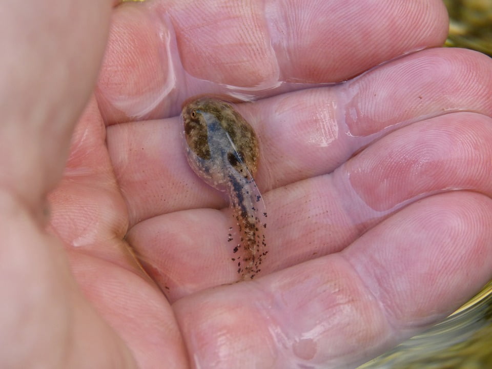 tadpole movie free tadpole movie free