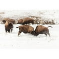 thumbnail image 2 of Frank, Jacob W. 18x13 Black Modern Framed Museum Art Print Titled - Young Bison Spar along the Firehole River, Yellowstone National Park, 2 of 4
