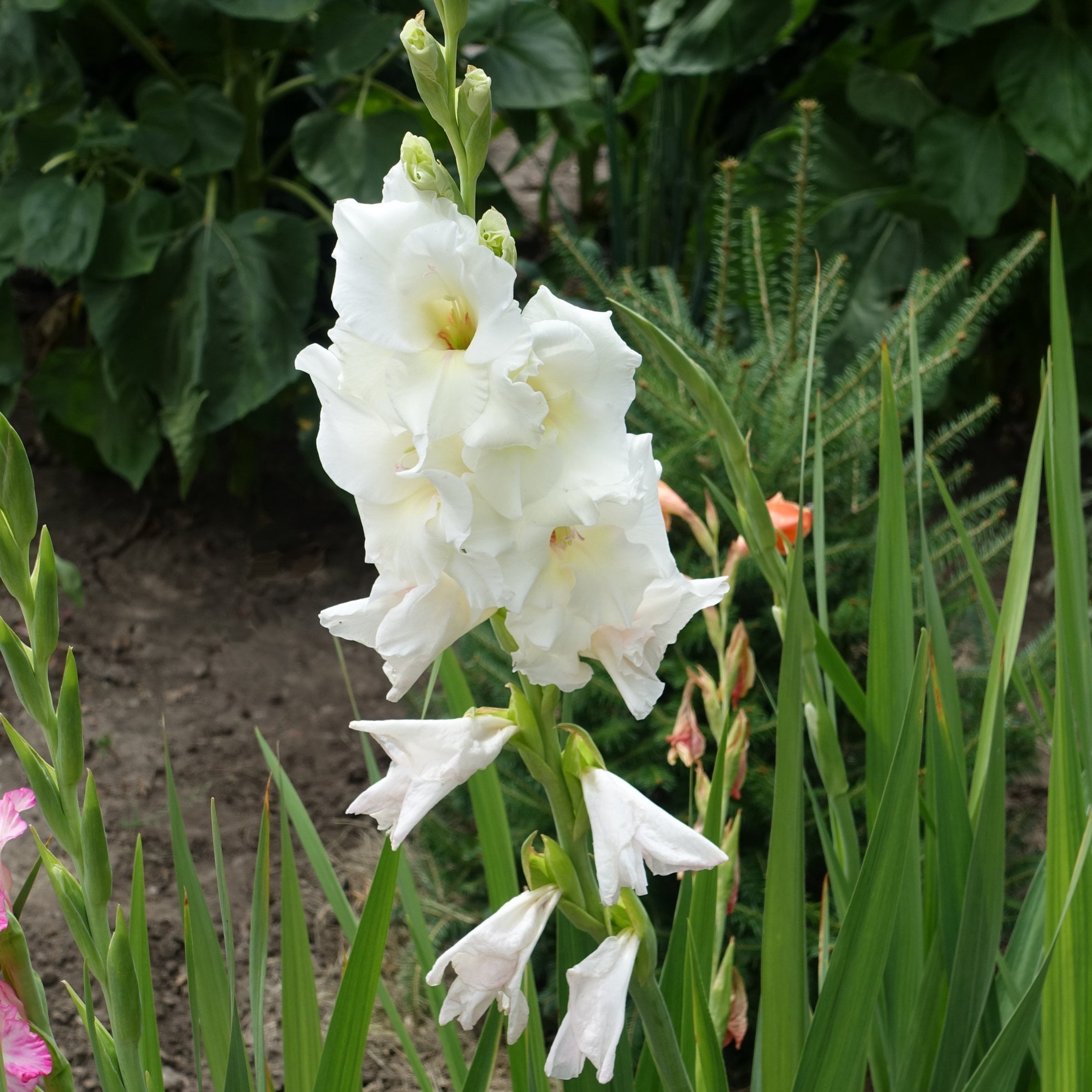 National Plant Network Gladioli White Prosperity Bulbs (20-Pack)