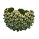thumbnail image 1 of Benzara Nina - Cuenco decorativo de cerámica verde (28 cm), 1 of 5