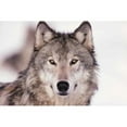 thumbnail image 2 of CafePress - Wolf_300Dpi_Clr[1] Mugs - 11 oz Ceramic Mug - Novelty Coffee Tea Cup, 2 of 4