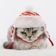 thumbnail image 4 of Sombrero Precioso Del Invierno Del Calor De Y Del Animal Doméstico Para Del Perro jinwen Sombrero de mascota Lei Feng, 4 of 8
