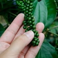 thumbnail image 6 of Brighter Blooms - Black Pepper Plant, 3 gal. - No Shipping To AK, AZ, HI, 6 of 7