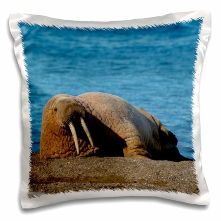 3dRose, Norway. Svalbard. Atlantic walrus lazing on the beach., 16x16 inch Pillow Case